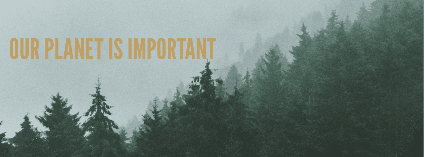 A misty pine forest