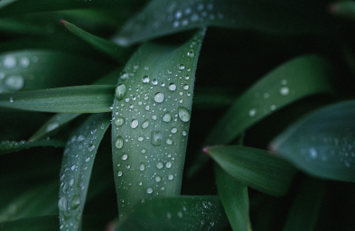 green leaves with raindrops on them
